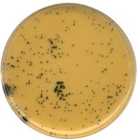 TSC Agar (tryptose sulfite cycloserine) agar